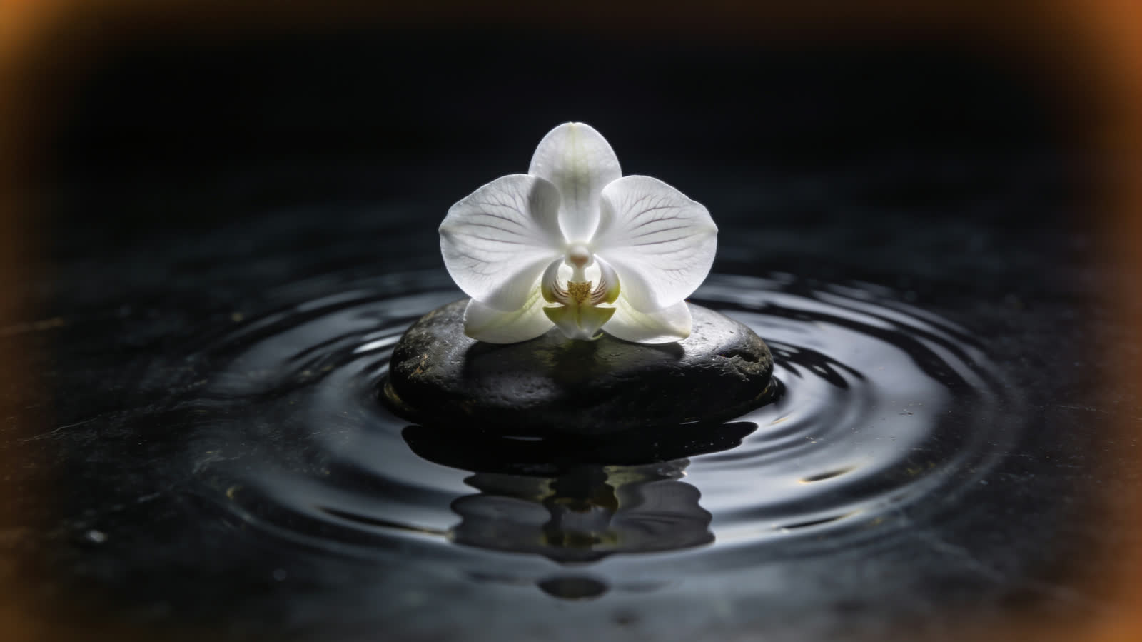 Orchidea bianca su pietra scura sopra un cerchio d'acqua increspata, luce calda di bordo